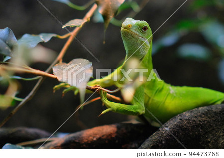 gecko on a branch looks into the camera in zoo 94473768