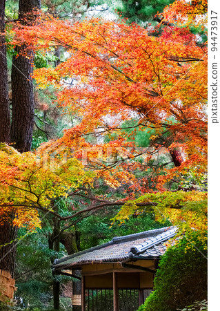 層次分明的秋葉季節 | 垂直位置 94473917