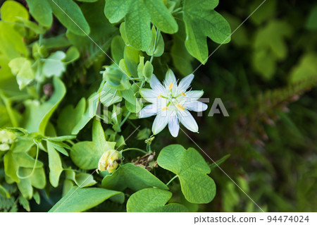 Passion fruit flowers blooming in the mountains Passion fruit flowers blooming in the mountains 94474024