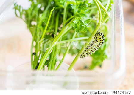 Papilio machaon 幼蟲在成為蛹之前 94474157