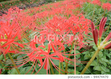 Higanbana of Handa Yagatsu River 94474470