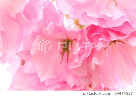 松月, 松月, 雙櫻花, 密密麻麻, 賞櫻, 特寫 94474537