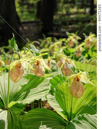 Clumping orchid flowers Orchid (April) Kumagai grass 27V3.4 94475265
