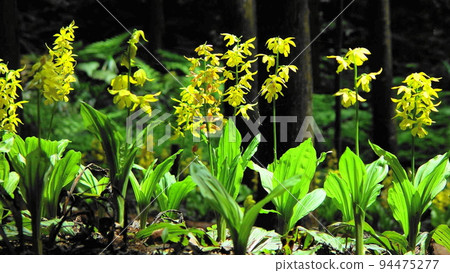 黃色的花朵在春天的陽光下閃耀蘭花（五月）Ebine（蝦根）05H16.9 94475277