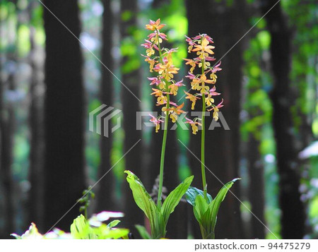 Blooming in the Forest, Ebine Flowers Orchid (May) Ebine (Ebine) 11 94475279