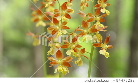 Yellow Flower Orchid (May) Ebine (shrimp root) 17H16.9 Yellow Flower Orchid (May) Ebine (shrimp root) 17H16.9 94475282