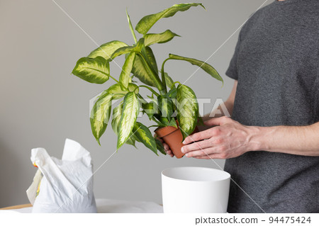 Man potting Dieffenbachia plant at home. Mans hands potting plant.  94475424