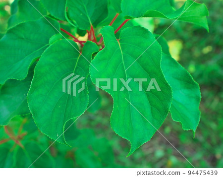 kiwi fruit male tree leaves kiwi fruit male tree leaves 94475439