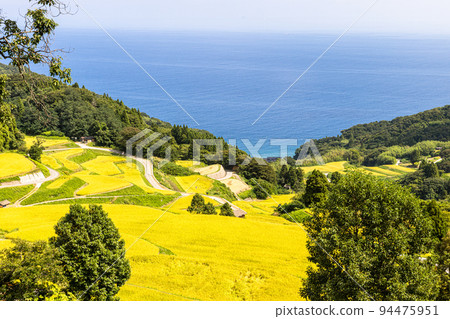 [Niigata Prefecture, Iwakubi Shoryu Tanada] Koshihikari from Sado, which shines in blue sea and golden color, September 94475951