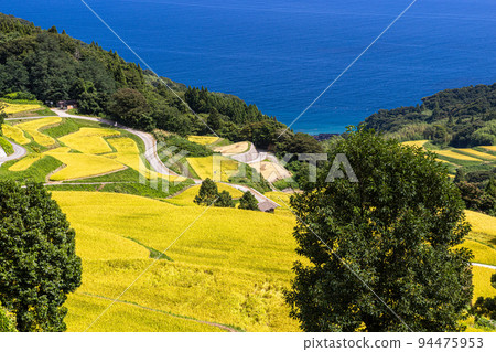 [Niigata Prefecture, Iwakubi Shoryu Tanada] Koshihikari from Sado, which shines in blue sea and golden color, September 94475953