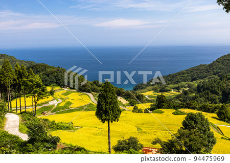 [Niigata Prefecture, Iwakubi Shoryu Tanada] Koshihikari from Sado, which shines in blue sea and golden color, September 94475969