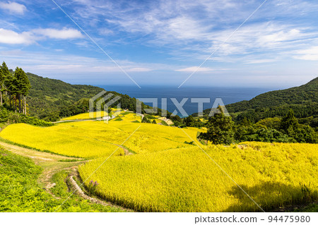 [Niigata Prefecture, Iwakubi Shoryu Tanada] Koshihikari from Sado, which shines in blue sea and golden color, September 94475980