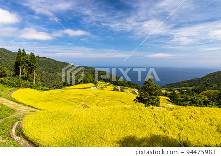[Niigata Prefecture, Iwakubi Shoryu Tanada] Koshihikari from Sado, which shines in blue sea and golden color, September 94475981