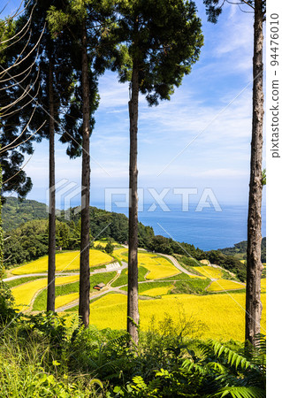 [Niigata Prefecture, Iwakubi Shoryu Tanada] Koshihikari from Sado, which shines in blue sea and golden color, September 94476010