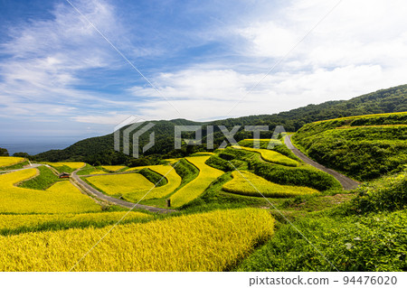 [新潟縣岩久松龍田田] 來自佐渡的越光，在蔚藍的大海和金色的光芒中閃耀，九月 94476020