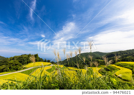 [新潟縣岩久松龍田田] 來自佐渡的越光，在蔚藍的大海和金色的光芒中閃耀，九月 94476021