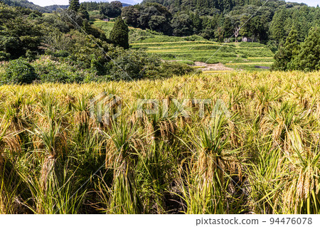 [Niigata Prefecture, Iwakubi Shoryu Tanada] Koshihikari from Sado, which shines in blue sea and golden color, September 94476078