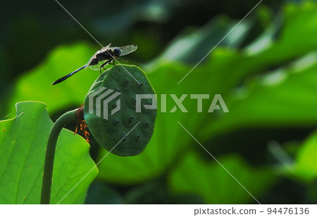 White dragonfly perched on a lotus flower stalk 94476136