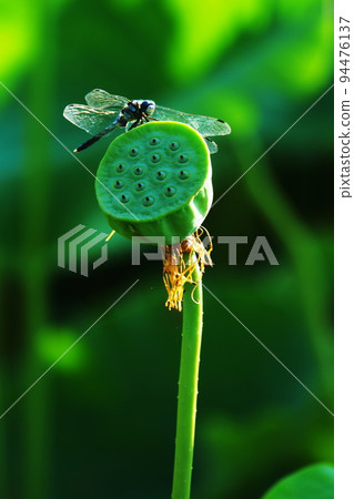 White dragonfly perched on a lotus flower stalk 94476137