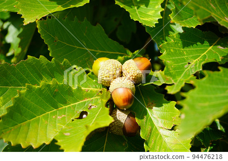 Mizunara的橡子 94476218