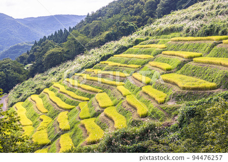 [新潟縣/小倉千枚田]佐渡產的黃金越光米，9月 94476257