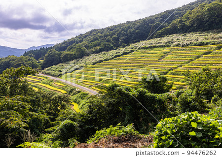 [Niigata Prefecture/Ogura Senmaida] Golden Koshihikari rice from Sado, September 94476262