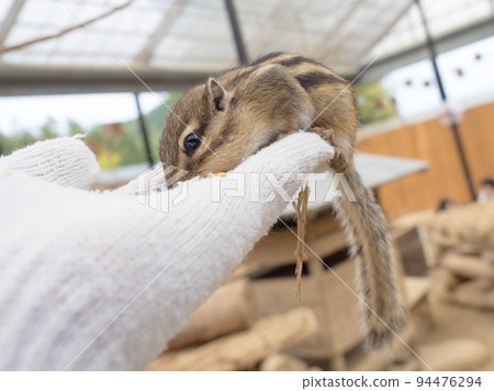 Squirrel Forest Hida Mountain Wild Grass Natural Garden Chipmunk 2022 94476294