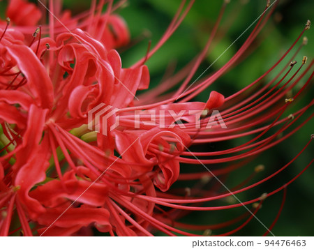Close-up of cluster amaryllis Close-up of cluster amaryllis 94476463