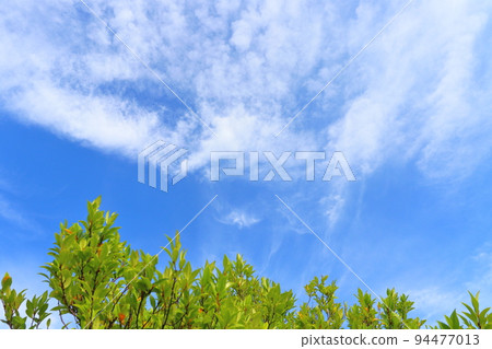 綠葉,樹木,藍天,白雲 綠葉,樹木,藍天,白雲 94477013