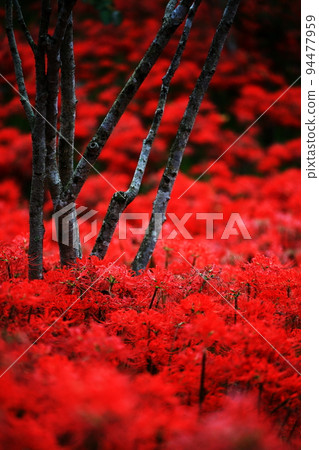 Cluster amaryllis forest Cluster amaryllis forest 94477959