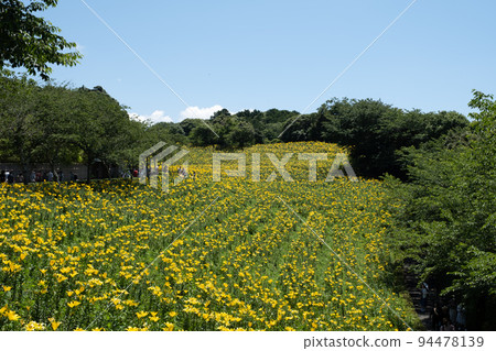 Kasui Lily Garden (Fukuroi City, Shizuoka/Flower: Lily) 94478139