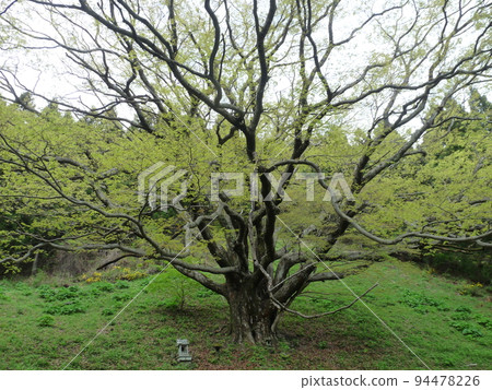 Kaemon山的倒置櫸樹 94478226