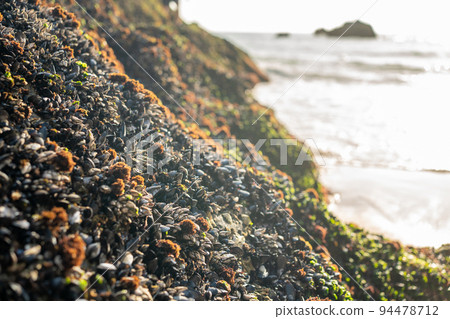 mussels on the rock mussels on the rock 94478712