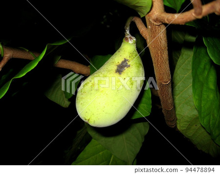 Paw Paw Paw Paw 94478894