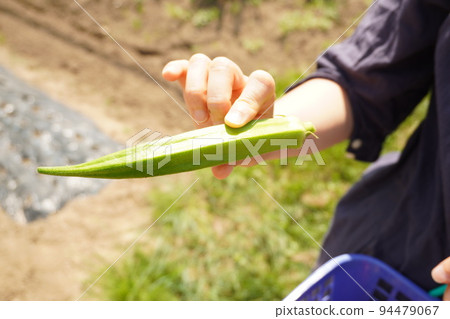 Harvested okra Harvested okra 94479067