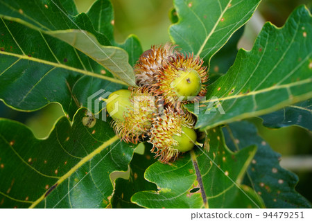 Acorn of oak 94479251