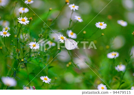 野菊花白菜白蝶 野菊花白菜白蝶 94479515
