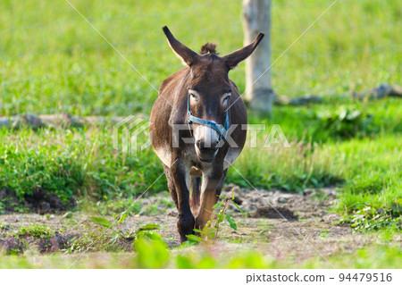 Donkey coming towards us Donkey coming towards us 94479516