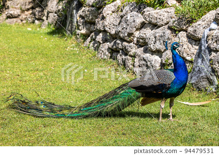 Indian Peacock or Blue Peacock, Pavo cristatus Indian Peacock or Blue Peacock, Pavo cristatus 94479531