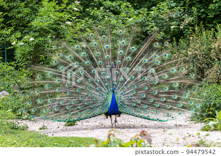 Indian Peacock or Blue Peacock, Pavo cristatus 94479542