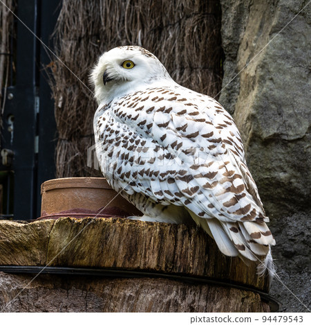 The Snowy Owl, Bubo scandiacus is a large, white owl of the owl family 94479543