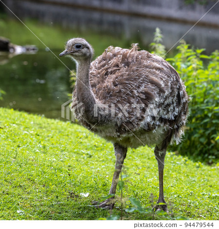 Darwin's rhea, Rhea pennata also known as the lesser rhea. 94479544