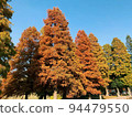 Autumn park with colored leaves 94479550