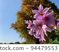 Autumn flower (emperor dahlia) and autumn leaves 94479553