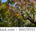 Leaves that have begun to turn red, transparent to the light 94479555