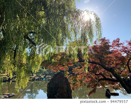 Autumn leaves and weeping willows in a Japanese garden Autumn leaves and weeping willows in a Japanese garden 94479557