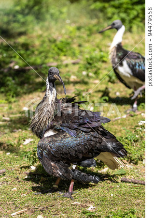 Straw-necked Ibis, Threskiornis spinicollis in the zoo 94479558