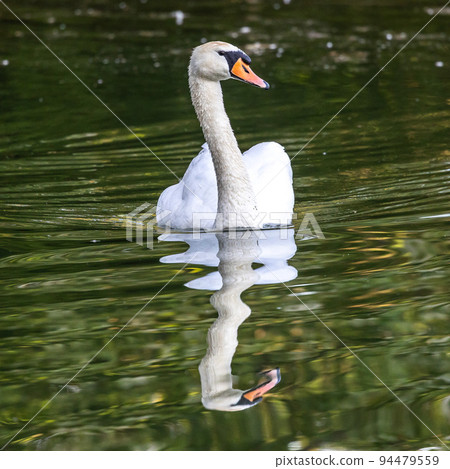 Mute swan, Cygnus olor swimming on a lake in Munich, Germany Mute swan, Cygnus olor swimming on a lake in Munich, Germany 94479559