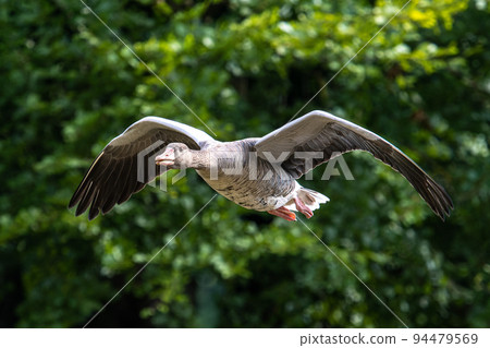 The flying greylag goose, Anser anser is a species of large goose 94479569