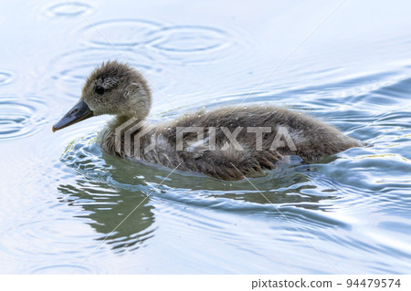 The Eurasian coot, Fulica atra swimming on the Kleinhesseloher Lake at Munich, Germany 94479574